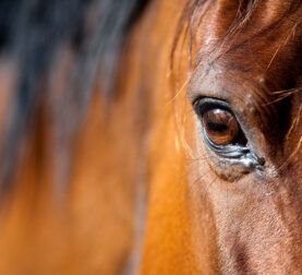 Legal aspects of the horse purchase in France