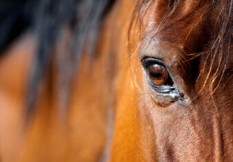 Legal aspects of the horse purchase in France